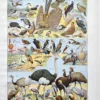NU21949OIAU-R-oiseaux-autruche oiseaux-autruche