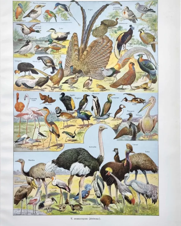 NU21949OIAU-R-oiseaux-autruche oiseaux-autruche