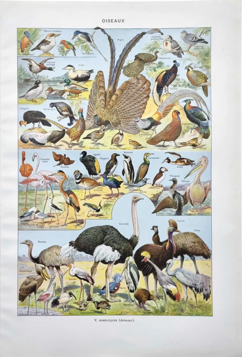 NU21949OIAU-R-oiseaux-autruche oiseaux-autruche