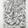 NU21949OIAU-V-oiseaux-utiles-chouette oiseaux-utiles-chouette