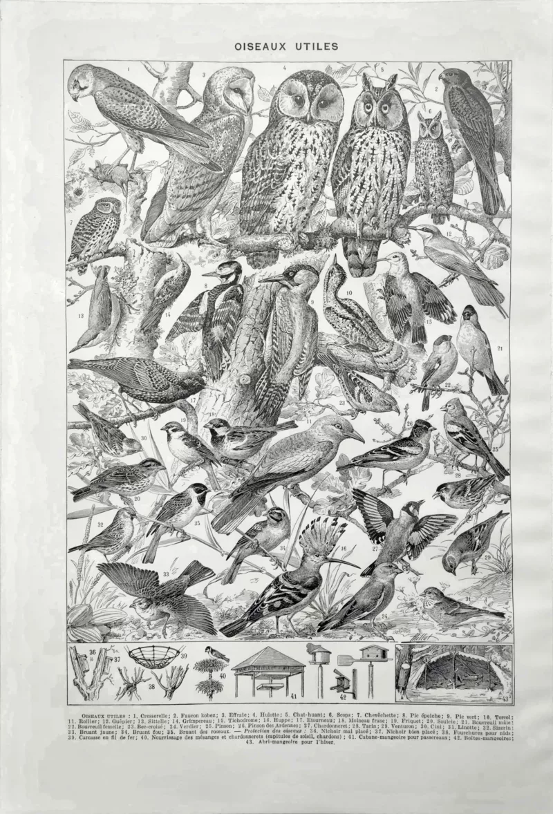 NU21949OIAU-V-oiseaux-utiles-chouette oiseaux-utiles-chouette