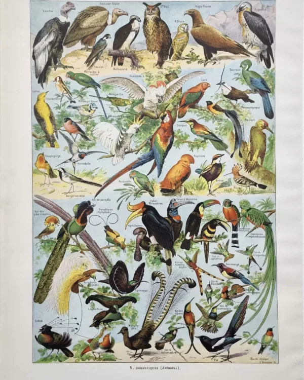 NU21949OICA-R-oiseaux-cacatoes-calao oiseaux-cacatoes-calao