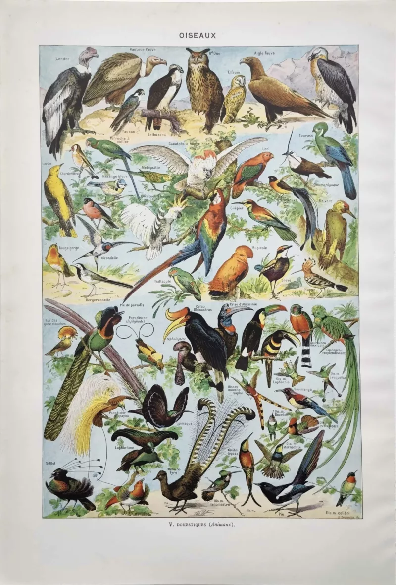 NU21949OICA-R-oiseaux-cacatoes-calao oiseaux-cacatoes-calao