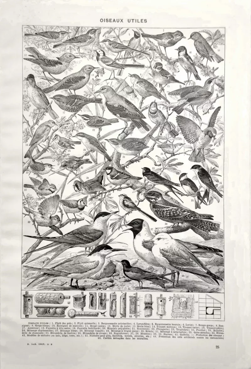 NU21949OICA-V-oiseaux-utiles oiseaux-utiles