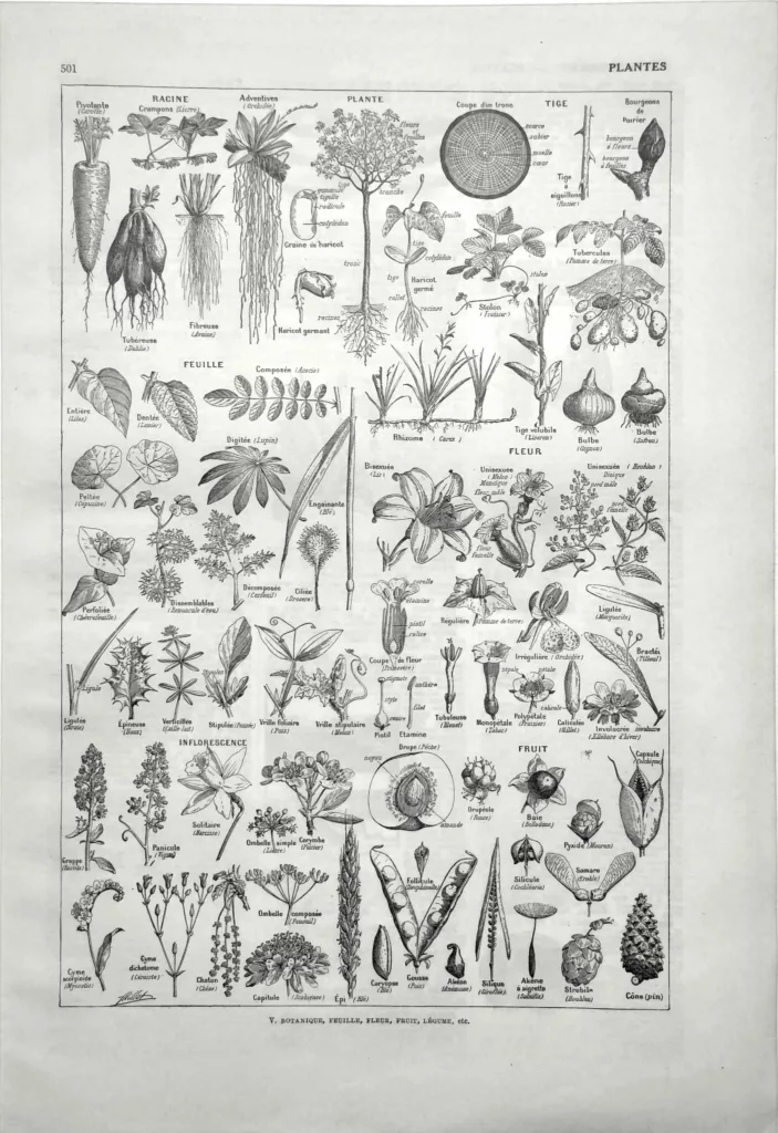 plantes-botanique-feuille-fleurs