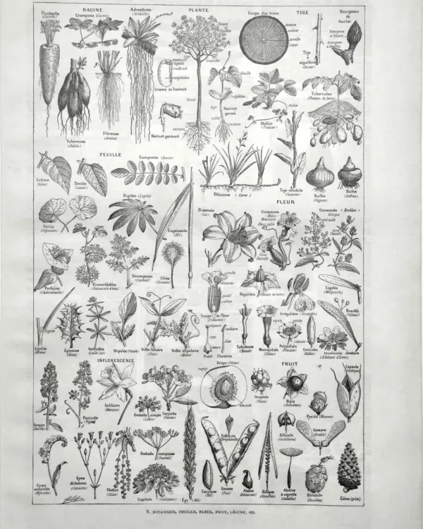 NU21949PLAN-R-plantes-botanique-feuille-fleurs plantes-botanique-feuille-fleurs