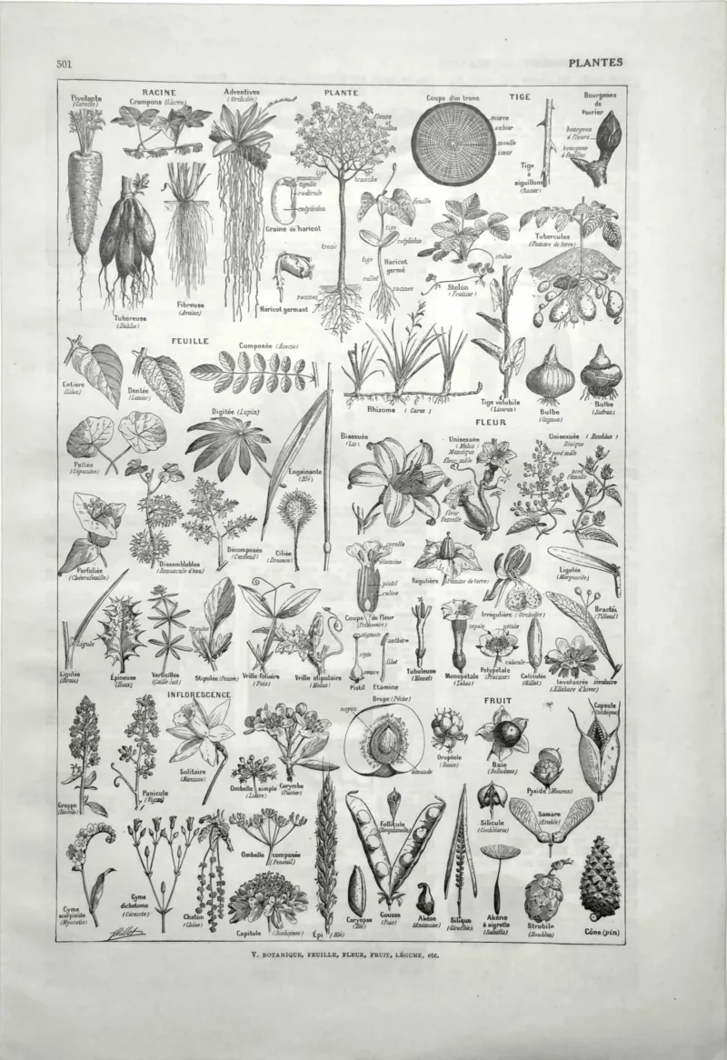 plantes-botanique-feuille-fleurs