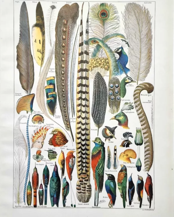 NU21949PLUM-R-plumes-oiseaux plumes-oiseaux