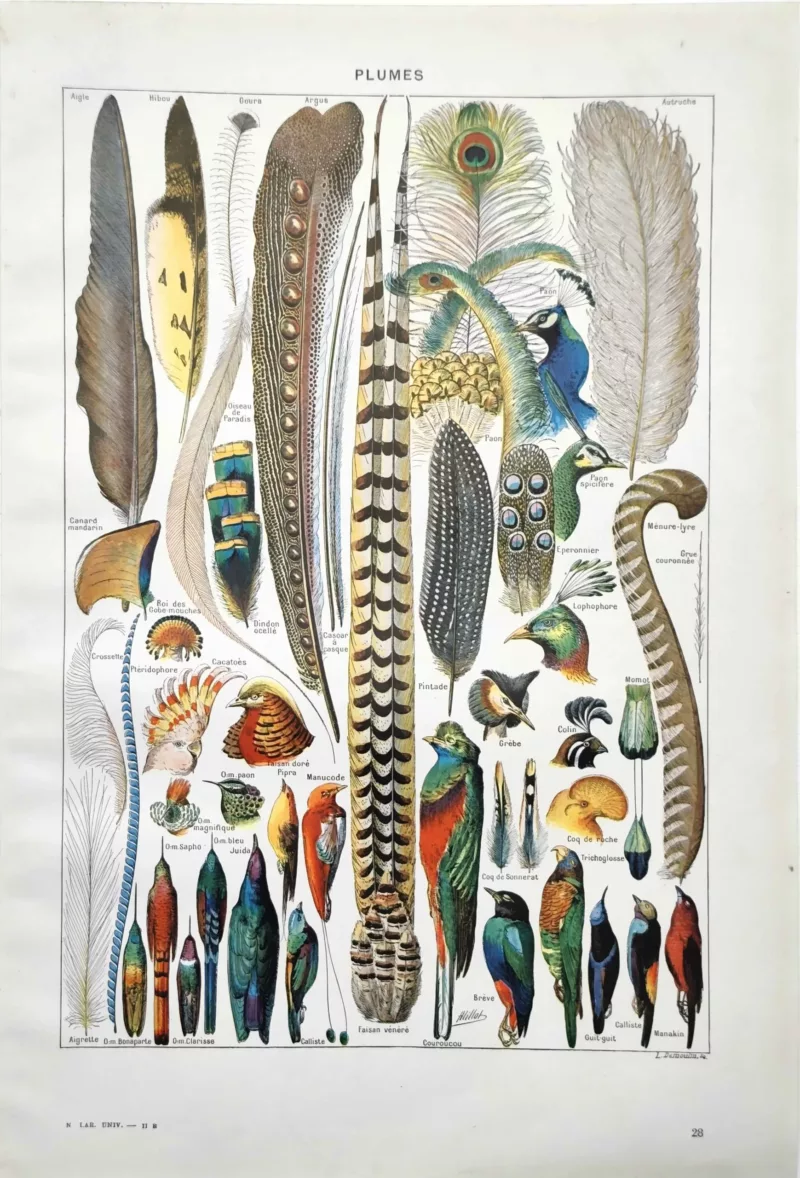 NU21949PLUM-R-plumes-oiseaux plumes-oiseaux