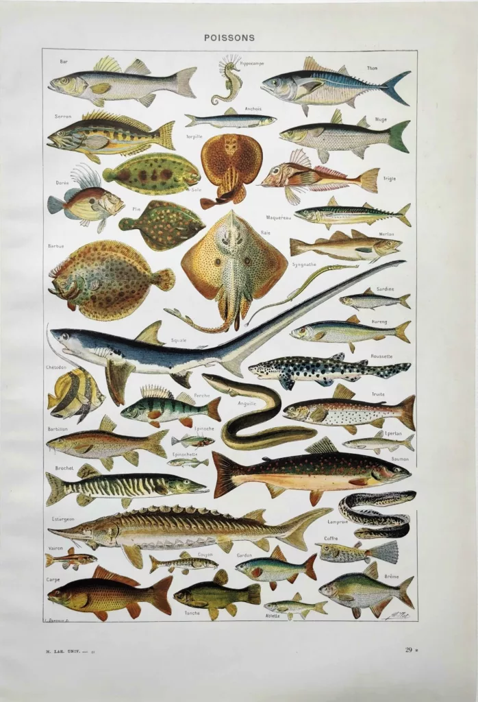 poissons-raie-squale