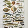 poissons-raie-squale