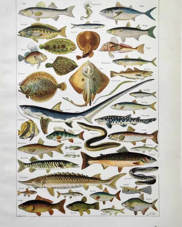 NU21949POIS-R-poissons-raie-squale poissons-raie-squale
