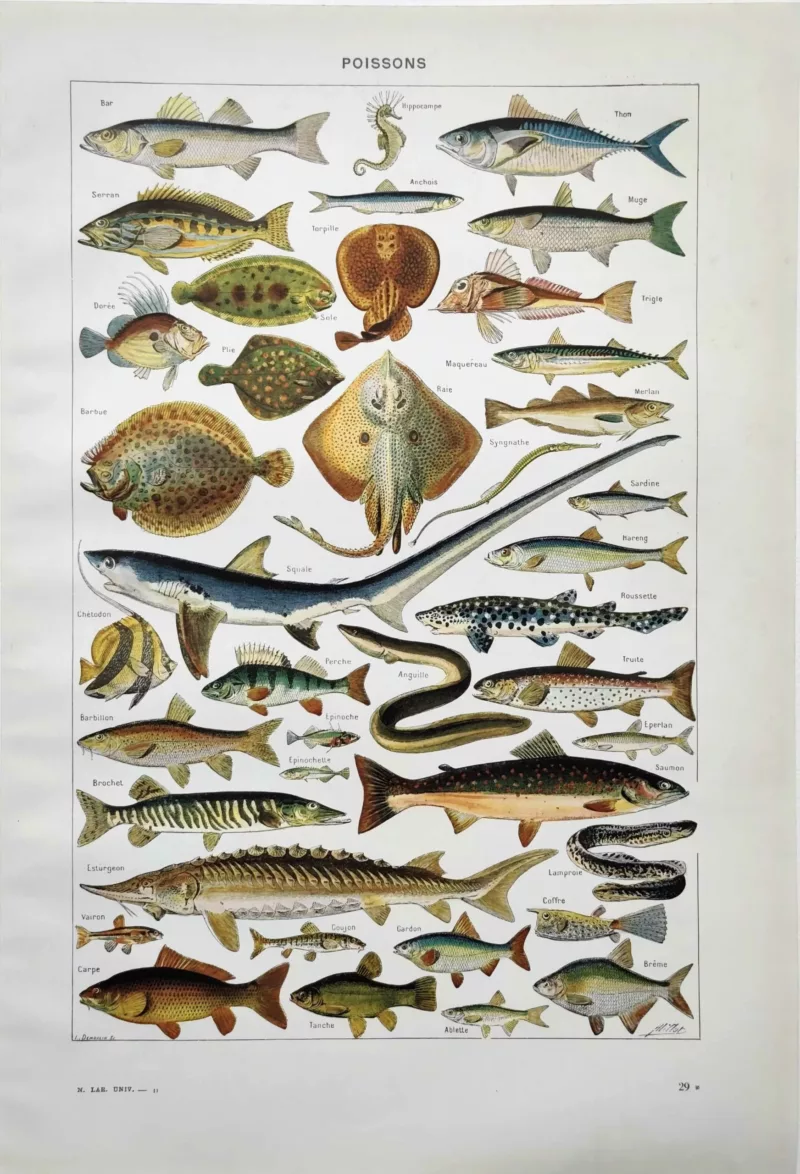 poissons-raie-squale