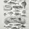 poissons-mer-aquarium