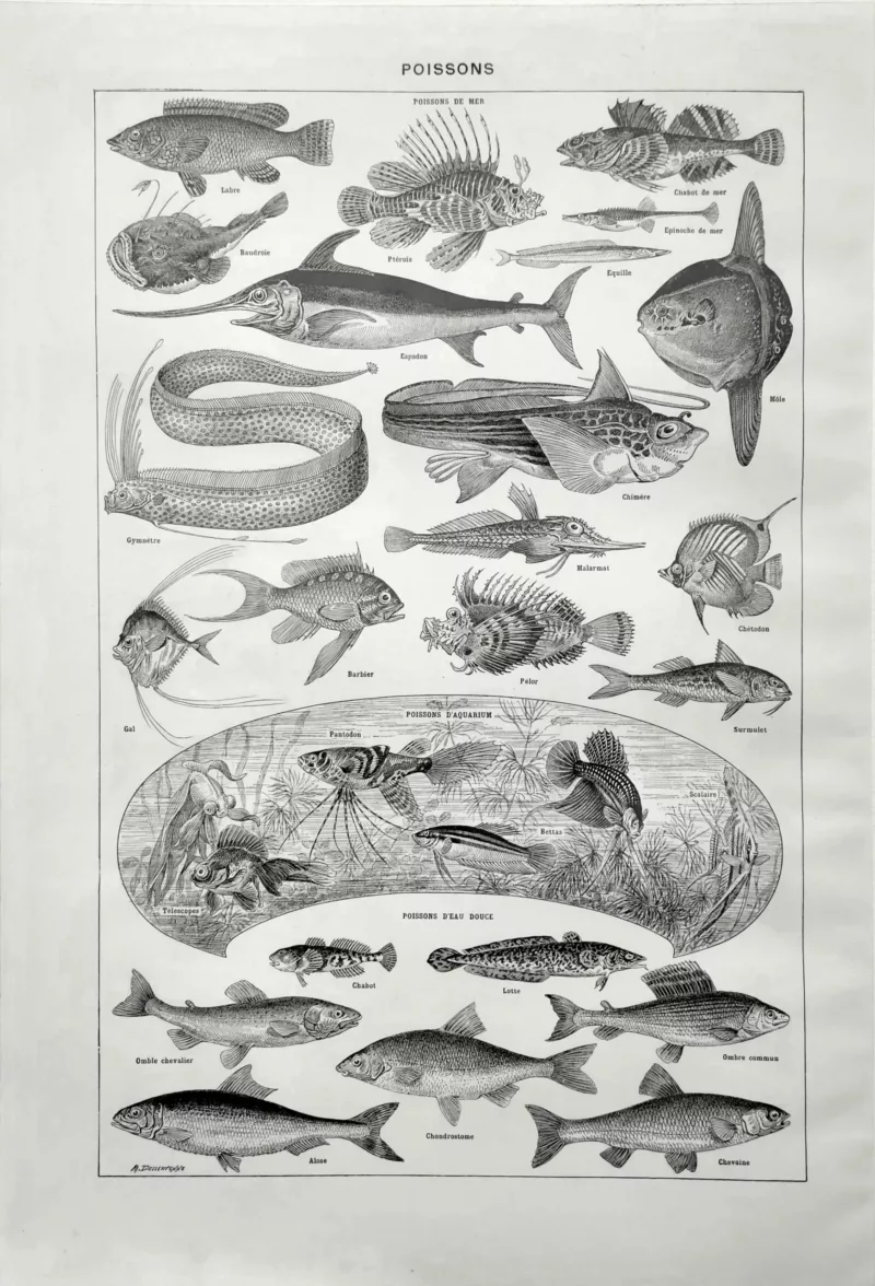 poissons-mer-aquarium