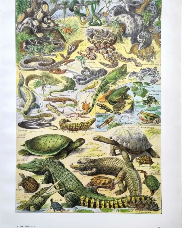 NU21949REPT-R-reptiles-serpents-crocodile reptiles-serpents-crocodile