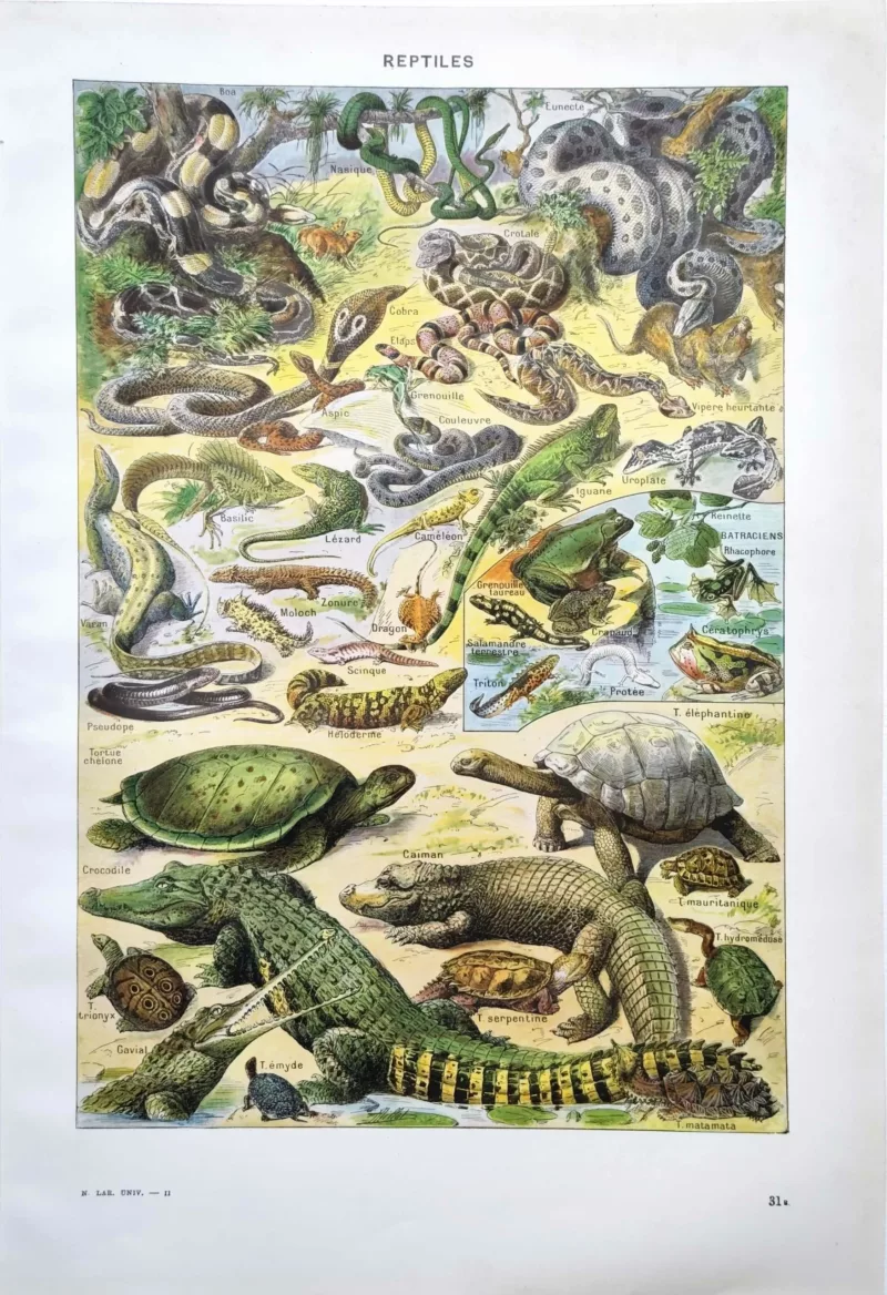 NU21949REPT-R-reptiles-serpents-crocodile reptiles-serpents-crocodile