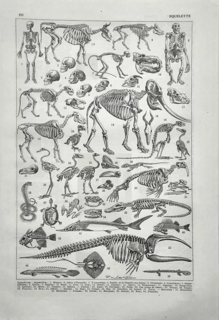 Squelettes d’animaux et de mammifères, planche zoologique ancienne de 1949