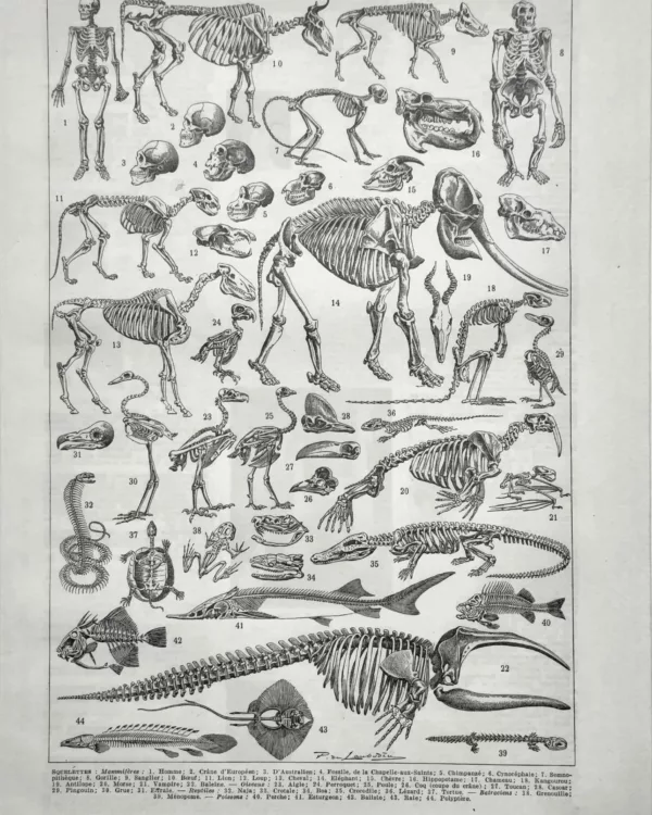 NU21949SQUE-R-squelette-animaux-mammiferes Squelettes d’animaux et de mammifères, planche zoologique ancienne de 1949