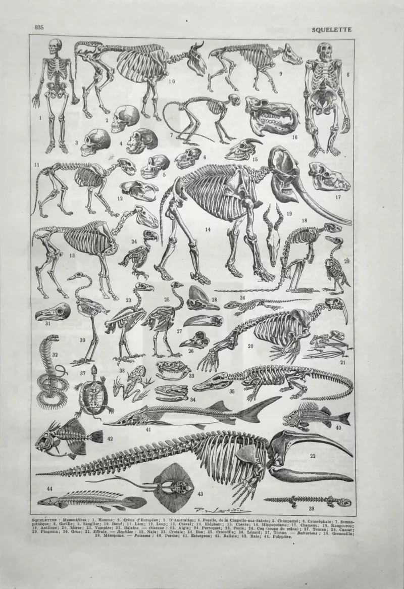 NU21949SQUE-R-squelette-animaux-mammiferes Squelettes d’animaux et de mammifères, planche zoologique ancienne de 1949
