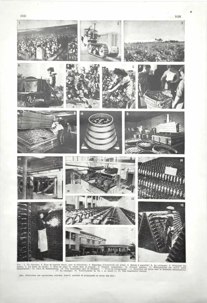 Vin, vigne, vinification et champagne, planche encyclopédique ancienne de 1949