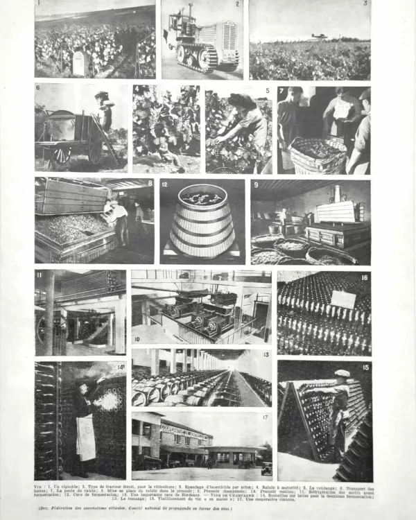 NU21949VIN0-R-Vin-vinification-vigne-champagne Vin, vigne, vinification et champagne, planche encyclopédique ancienne de 1949