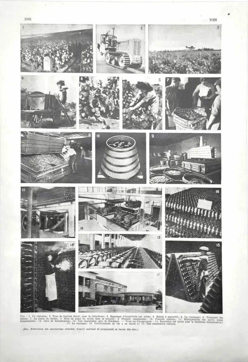 NU21949VIN0-R-Vin-vinification-vigne-champagne Vin, vigne, vinification et champagne, planche encyclopédique ancienne de 1949
