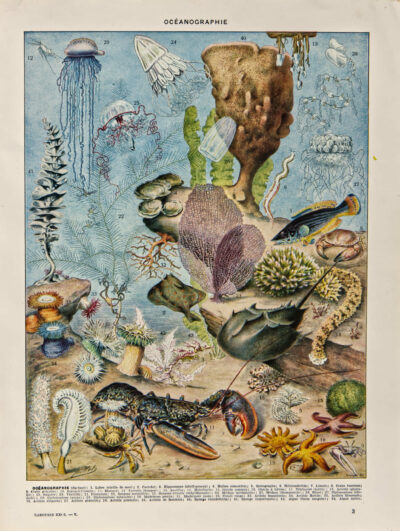 Océanographie, planche scientifique d’Adolphe Millot 1898