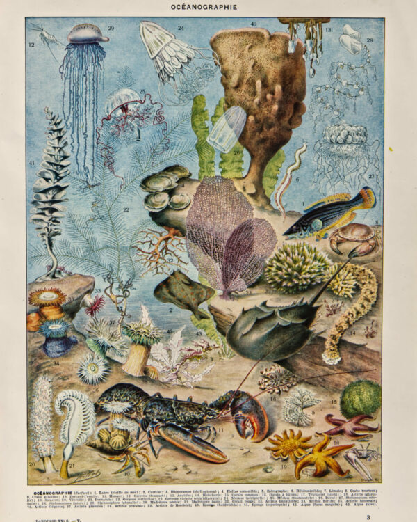 Océanographie, planche scientifique d’Adolphe Millot 1898