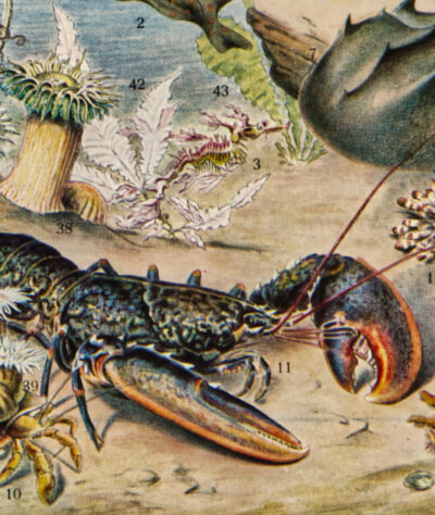 Océanographie, planche scientifique d’Adolphe Millot 1898
