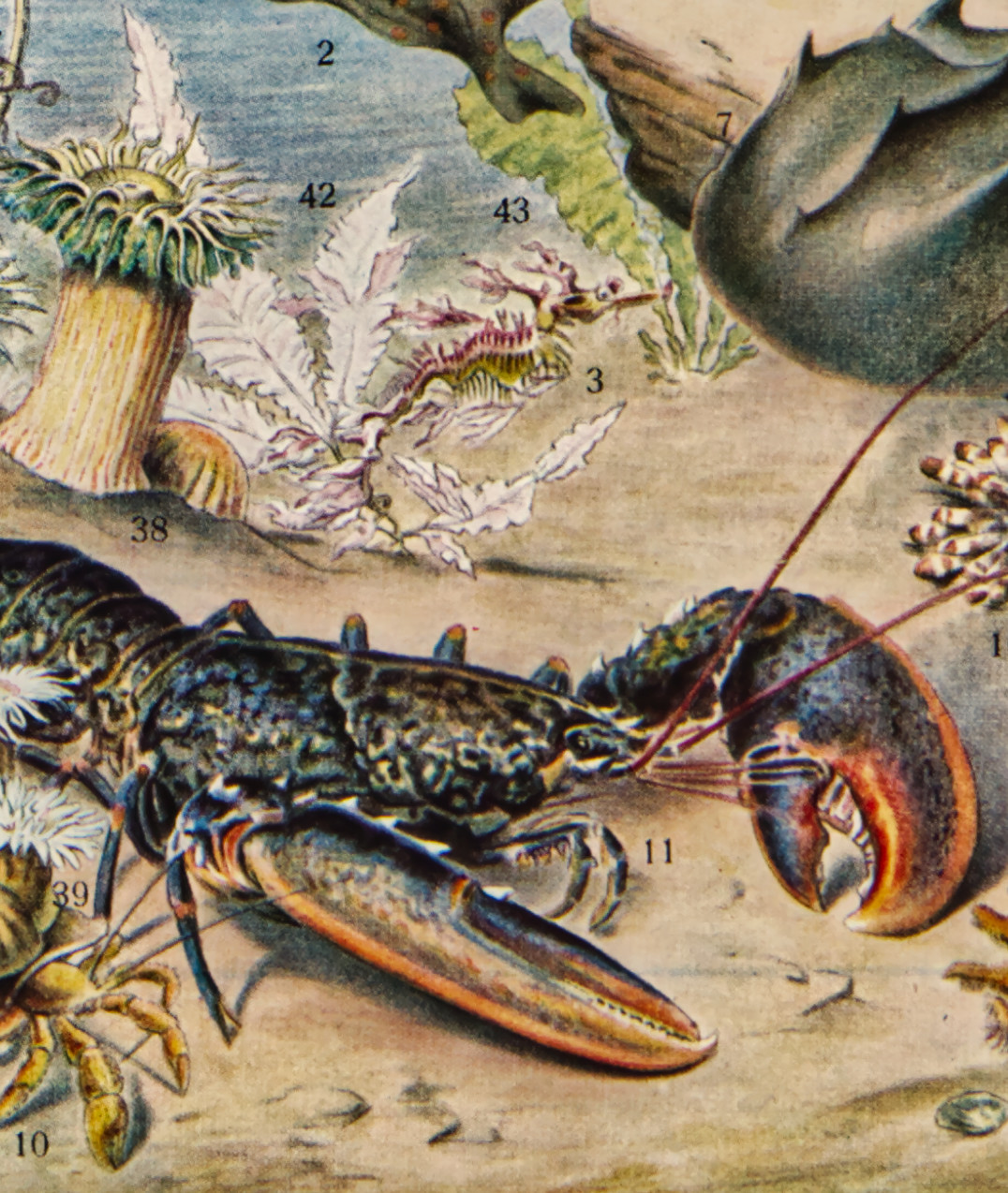 Détail de l'impression de la planche Océanographie d'Adolphe Millot
