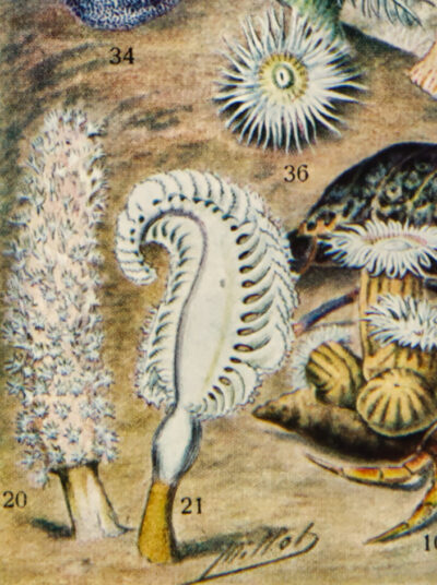 Océanographie, planche scientifique d’Adolphe Millot 1898