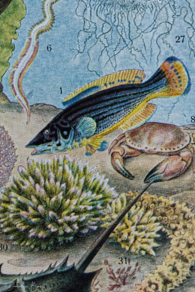 Océanographie, planche scientifique d’Adolphe Millot 1898
