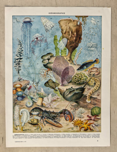 Océanographie, planche scientifique d’Adolphe Millot 1898
