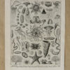 Océanographie, planche scientifique d’Adolphe Millot 1898