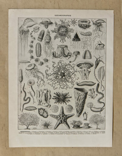 Océanographie, planche scientifique d’Adolphe Millot 1898