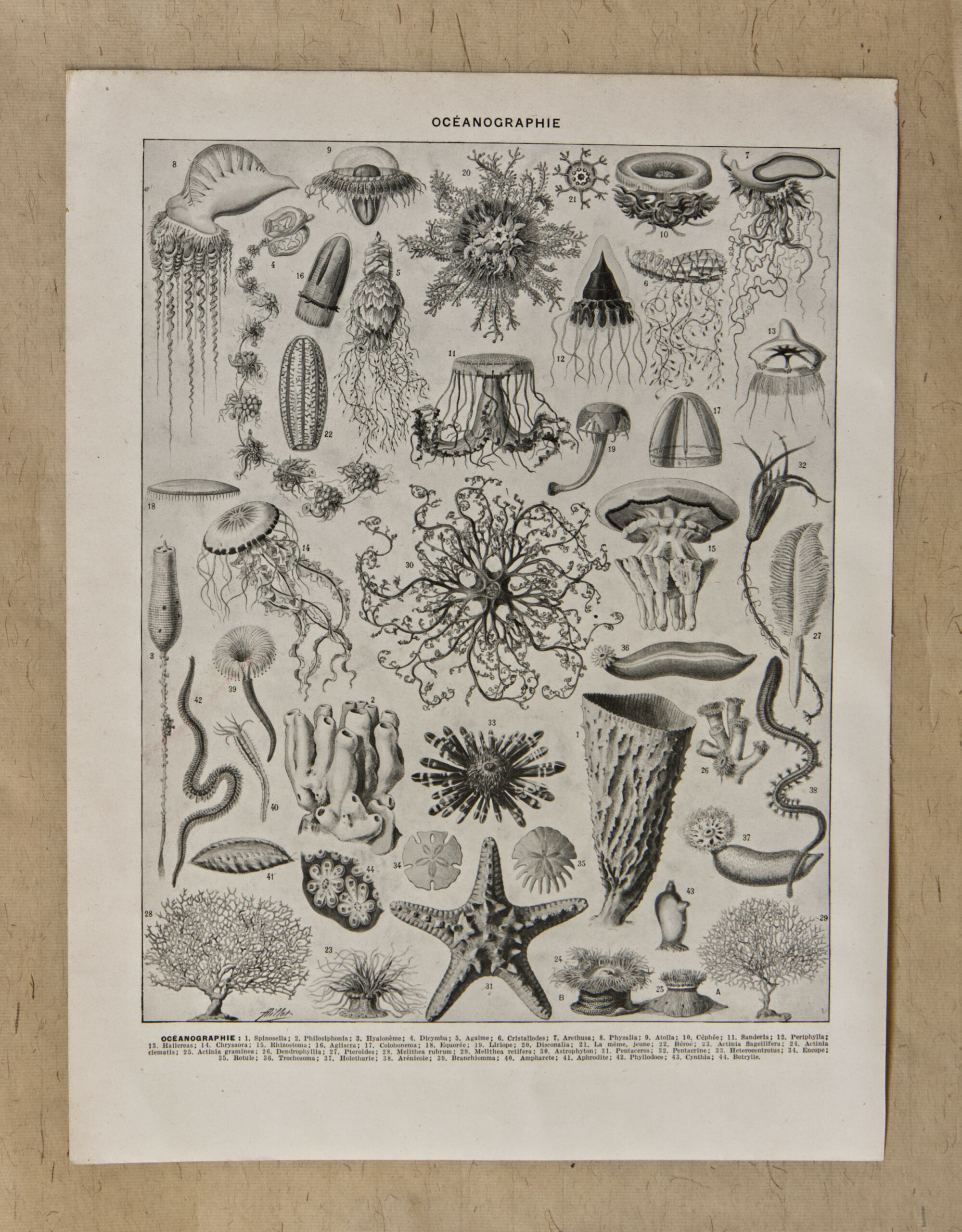 Verso d'une planche ancienne consacrée à l'océanographie