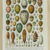 Œufs d’oiseaux, planche zoologique d’Adolphe Millot 1932