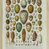 Œufs d’oiseaux, planche zoologique d’Adolphe Millot 1932