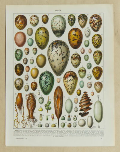Œufs d’oiseaux, planche zoologique d’Adolphe Millot 1932