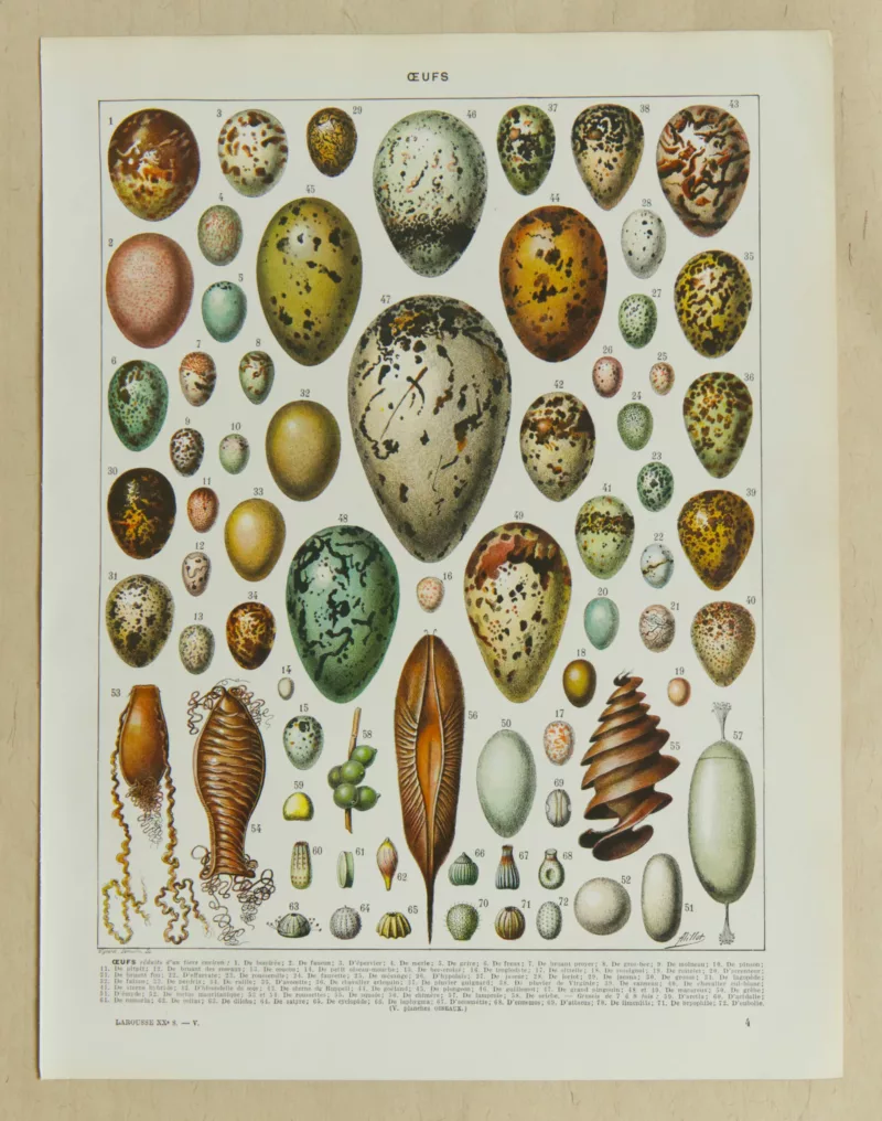 Œufs d’oiseaux, planche zoologique d’Adolphe Millot 1932