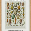 Œufs d’oiseaux, planche zoologique d’Adolphe Millot 1932