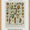 Œufs d’oiseaux, planche zoologique d’Adolphe Millot 1932