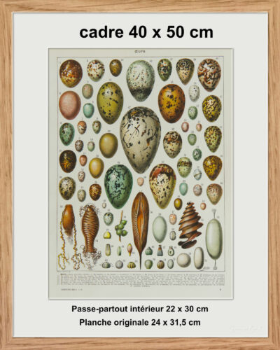 Œufs d’oiseaux, planche zoologique d’Adolphe Millot 1932