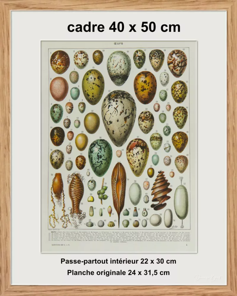 Œufs d’oiseaux, planche zoologique d’Adolphe Millot 1932