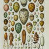 Œufs d’oiseaux, planche zoologique d’Adolphe Millot 1932
