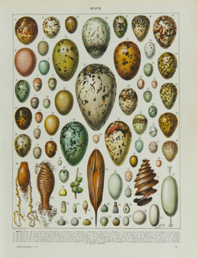 Œufs d’oiseaux, planche zoologique d’Adolphe Millot 1932