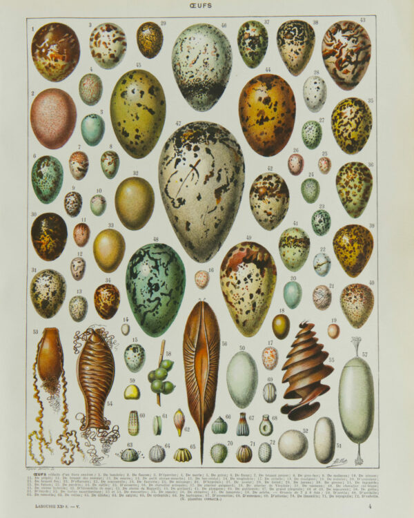 Œufs d’oiseaux, planche zoologique d’Adolphe Millot 1932