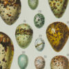 Œufs d’oiseaux, planche zoologique d’Adolphe Millot 1932