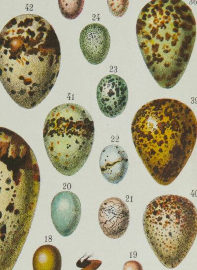 Œufs d’oiseaux, planche zoologique d’Adolphe Millot 1932